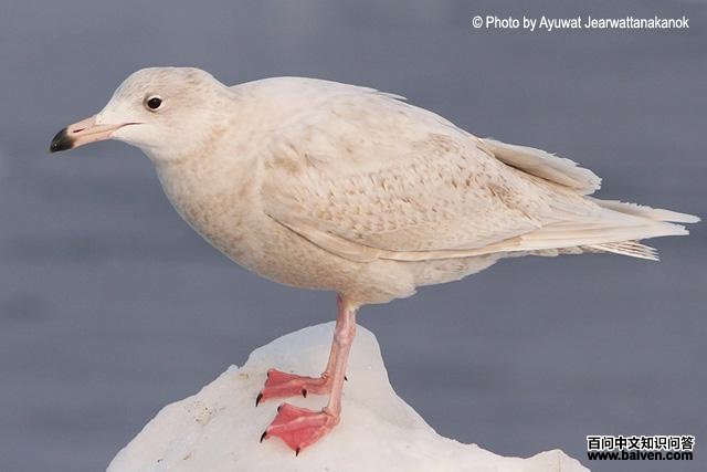 ����Ÿ����һ����