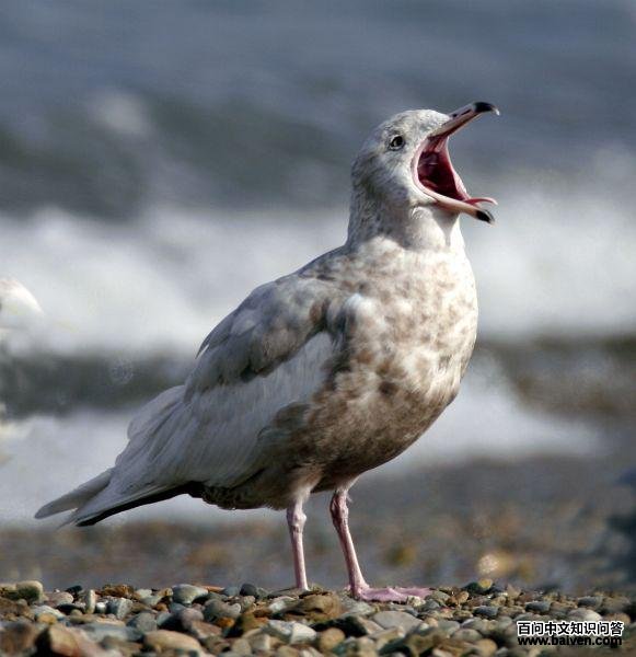 ����Ÿ���ڶ�����