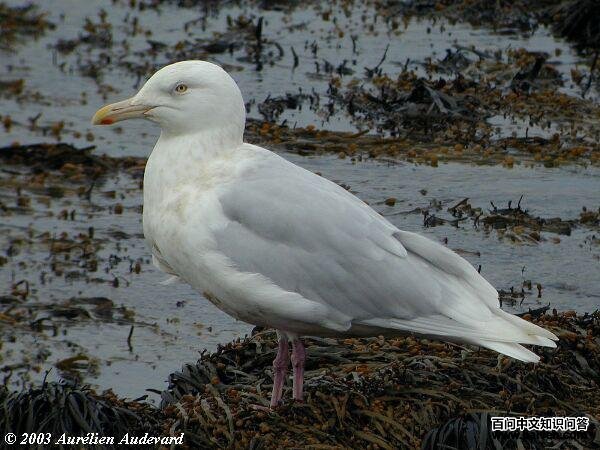 ����Ÿ�����Ķ���