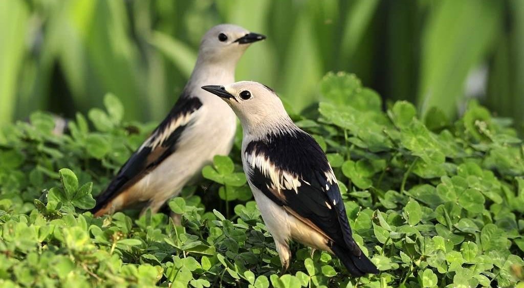 北椋鸟 北椋鸟的图片