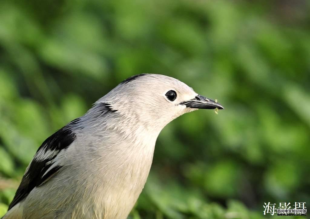 �����ͷ��