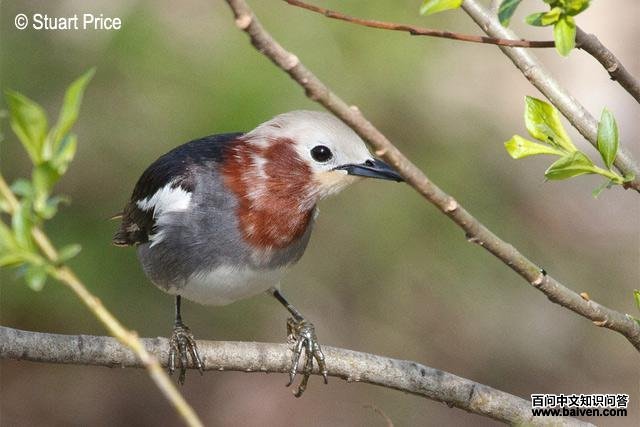 �ϱ��������