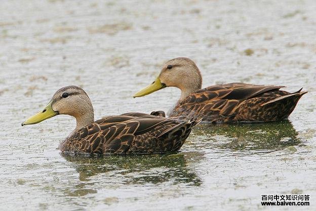 ������Ѽ