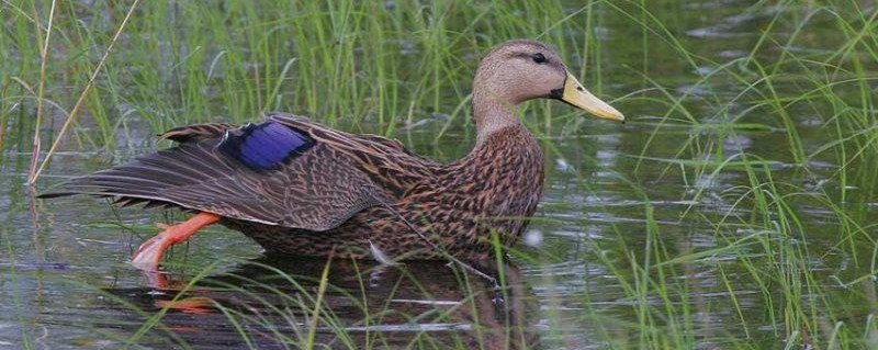 ������Ѽ