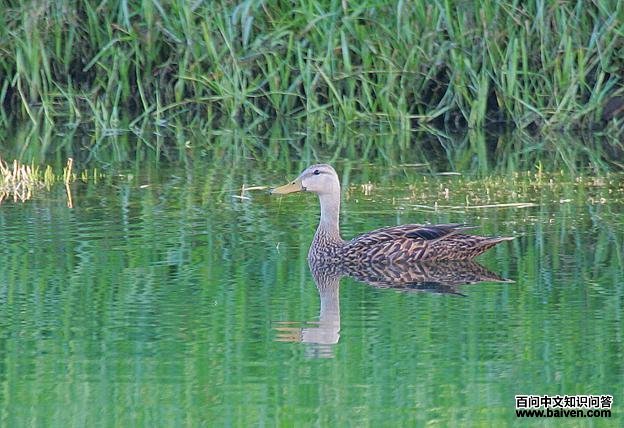 ������Ѽ