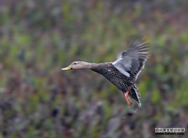 ������Ѽ