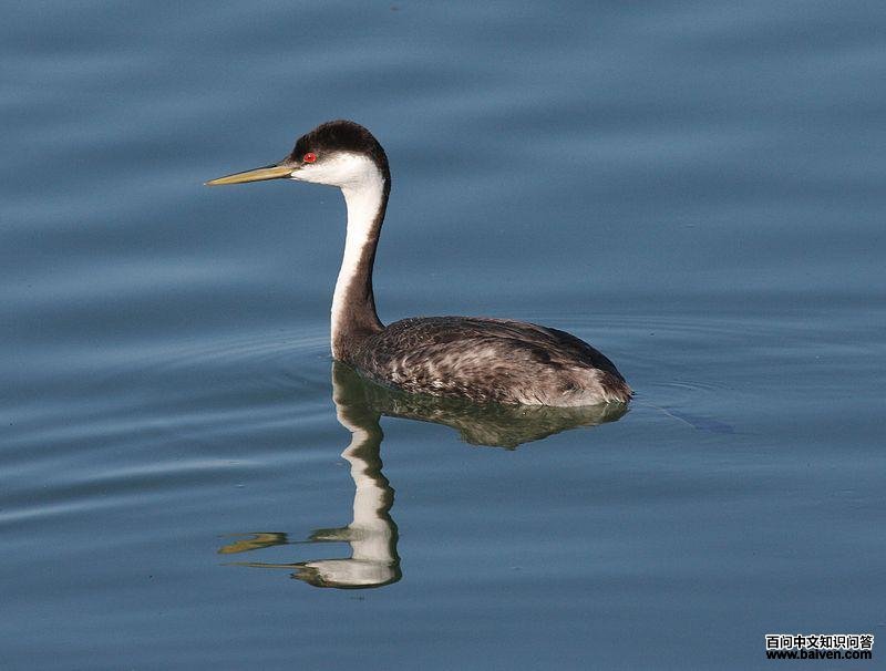 北美鸊鷉 北美鸊鷉的图片