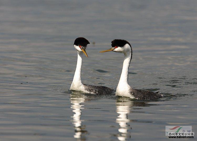 �����G�f