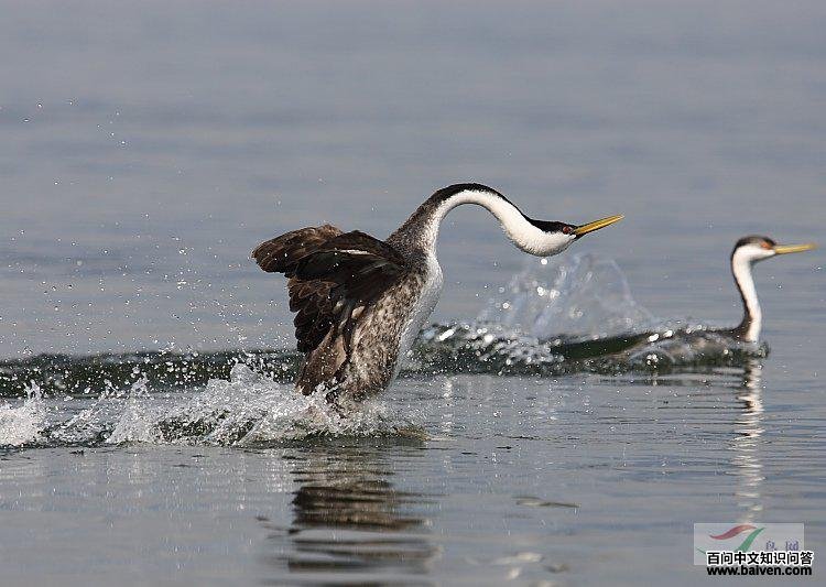 �����G�f