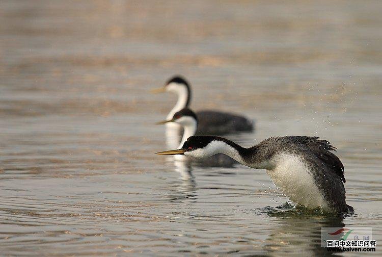 �����G�f