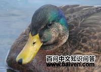 ������Ѽ