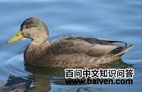 ������Ѽ