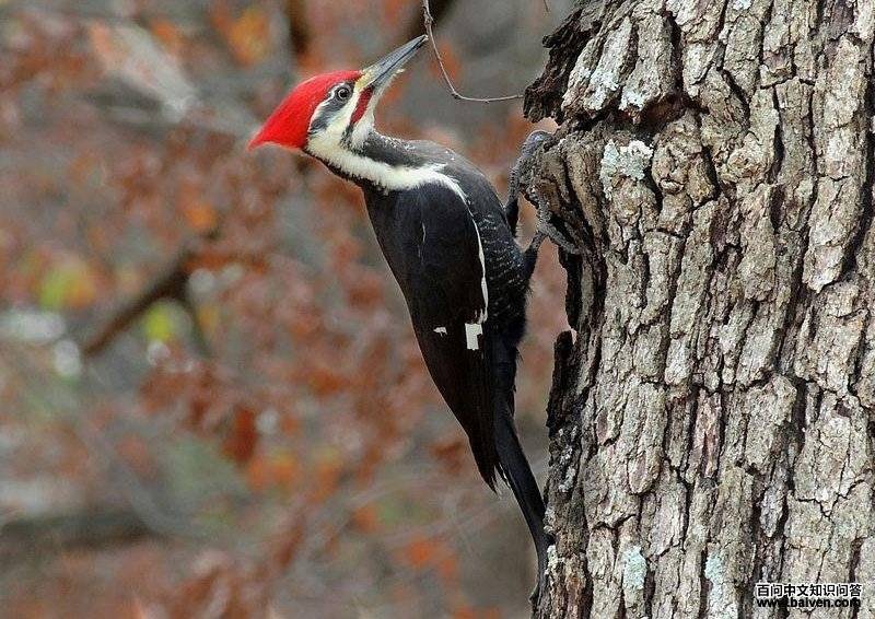 北美黑啄木鸟 北美黑啄木鸟的图片