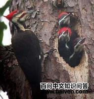 ��������ľ��