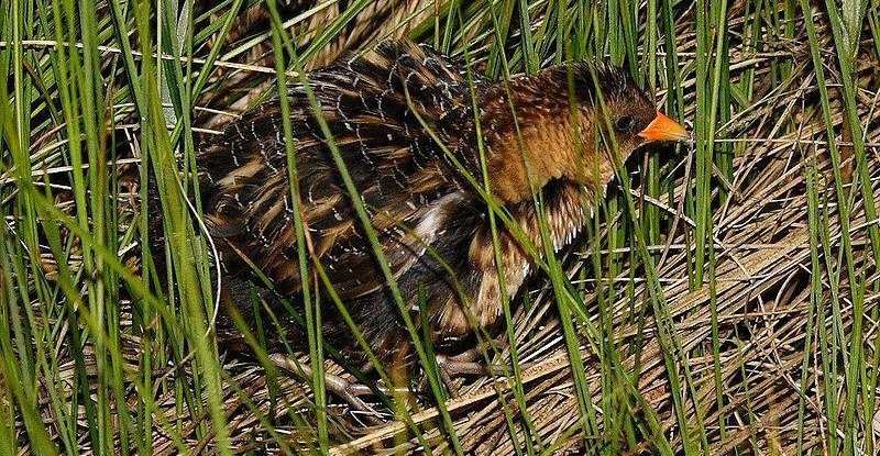 �������Ｆ��ͼƬ