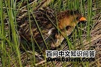 �������Ｆ