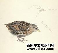 �������Ｆ