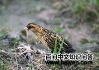 �������Ｆ