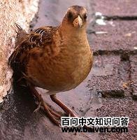 �������Ｆ