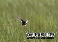 �������Ｆ