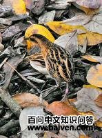 �������Ｆ