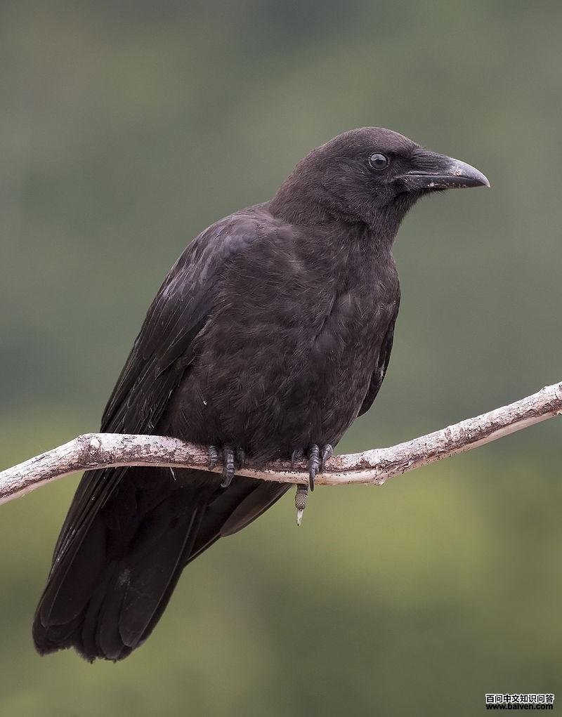 ������ѻ��ͼƬ