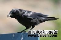 ������ѻ