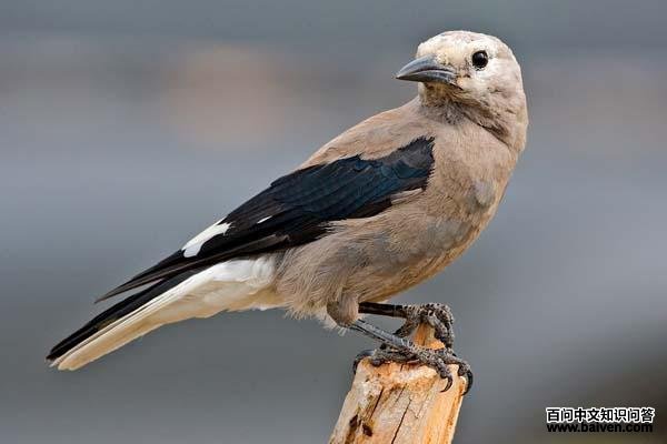 北美星鸦 北美星鸦的图片