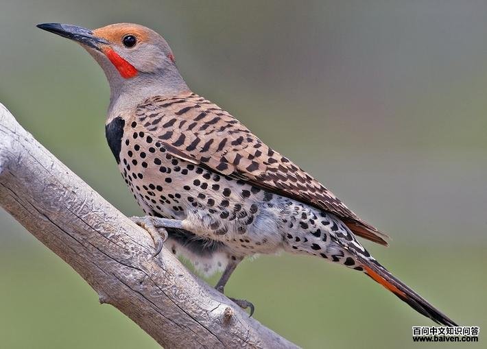 北扑翅鴷 北扑翅鴷的图片