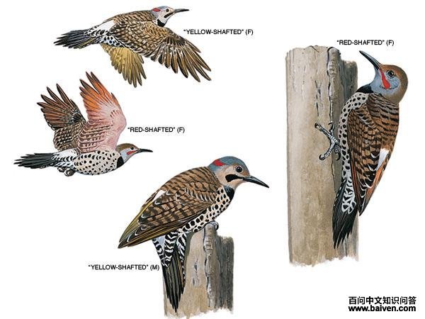 ���˳�������ͬɫ��