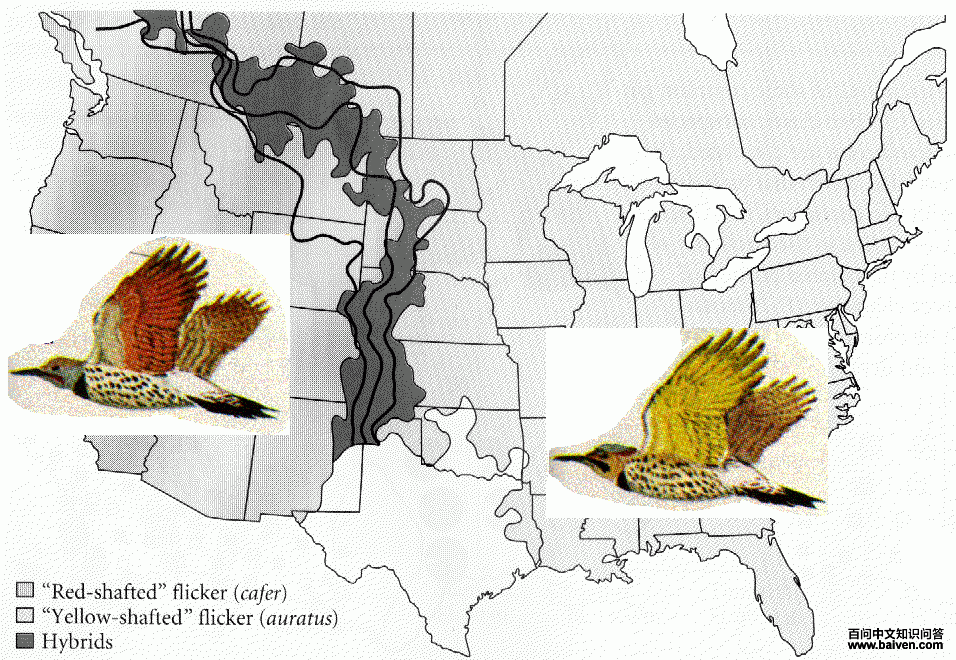 ���˳�������ͬɫ��