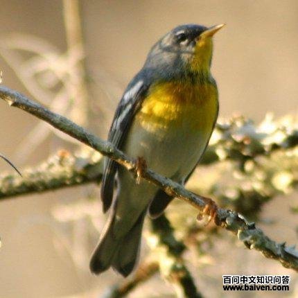 ��ɭݺ��ͼƬ