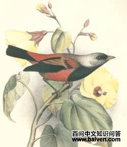 ���Ⱥ���ȸ��ͼƬ