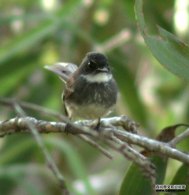 北扇尾鹟 北扇尾鹟的图片