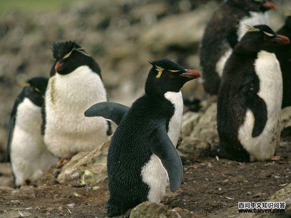 北跳岩企鹅 北跳岩企鹅的图片