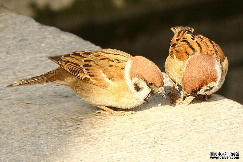 北维达雀 北维达雀的图片