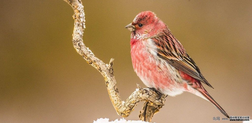 ����ȸ��ͼƬ