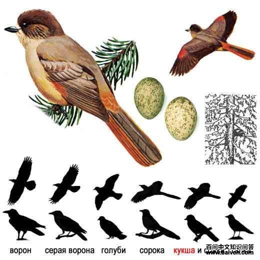 ����ѻ����̬����ͼ