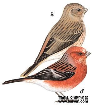 ����ȸ����̬����ͼ