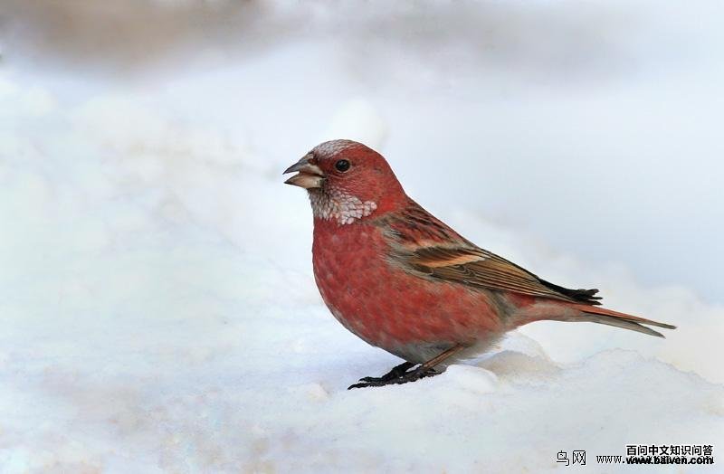 ����ȸ��������Ӱ����