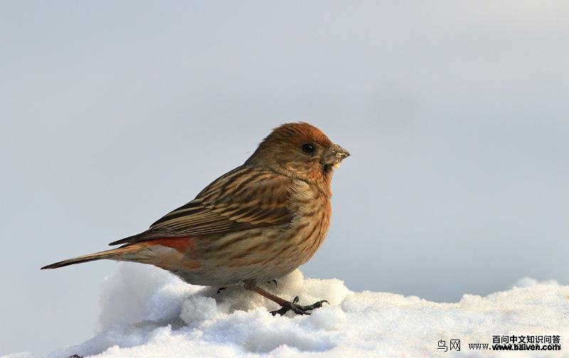 ����ȸ��������Ӱ����