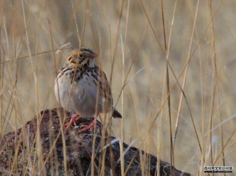 ���ϲ��c��ͼƬ