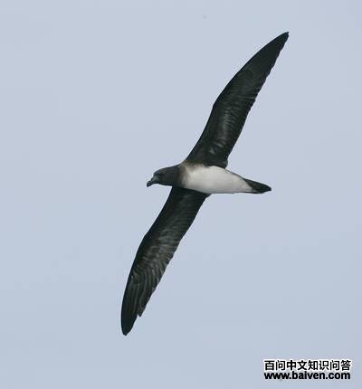 ����Բβ�׵�ͼƬ