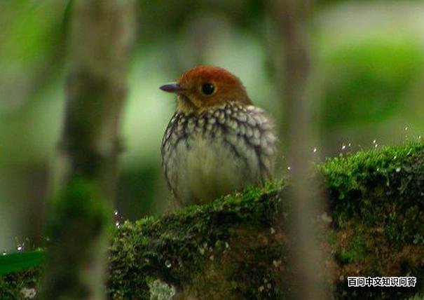 ��������ͼƬ