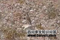 ������������ͼƬ