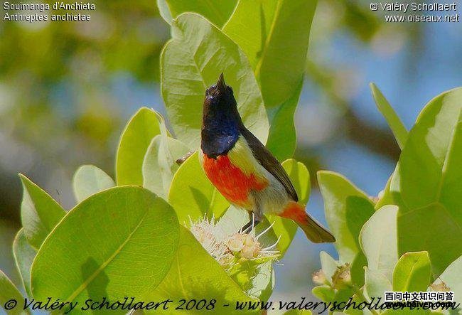 ����ʳ�����ͼƬ