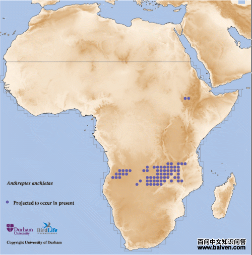 ����ʳ����