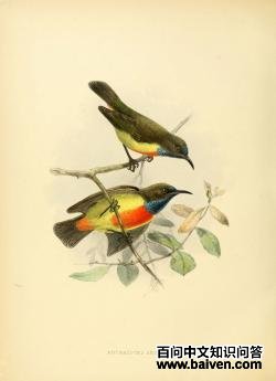 ����ʳ����