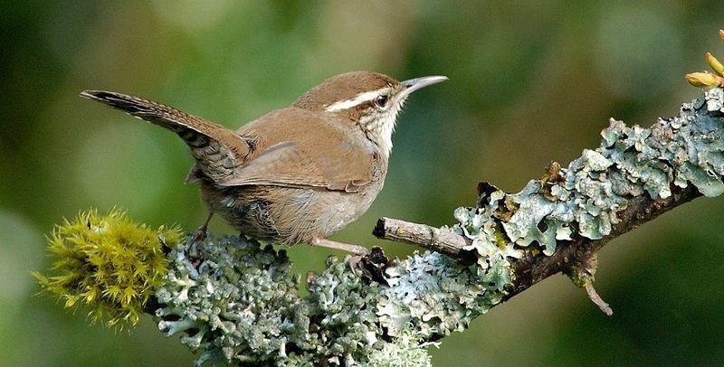 比氏苇鹪鹩 比氏苇鹪鹩的图片