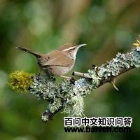 ����έ����